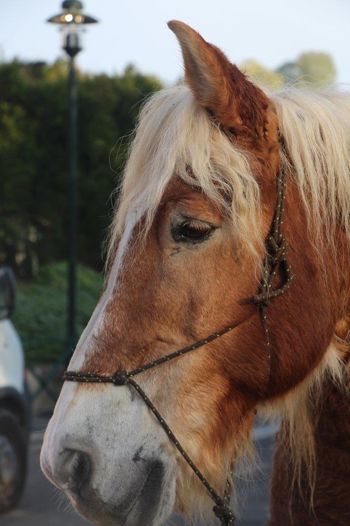 Foire aux Poulains (1)