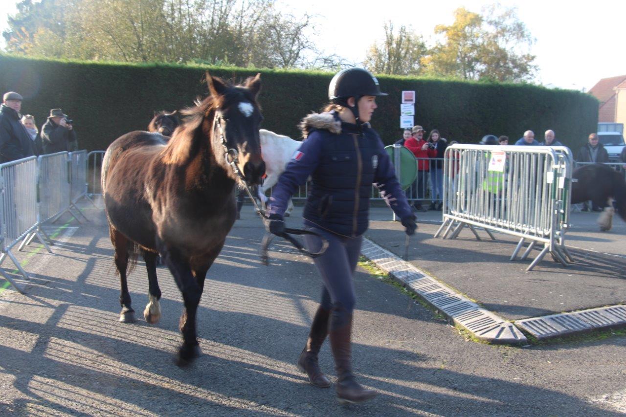 Foire aux Poulains (116)