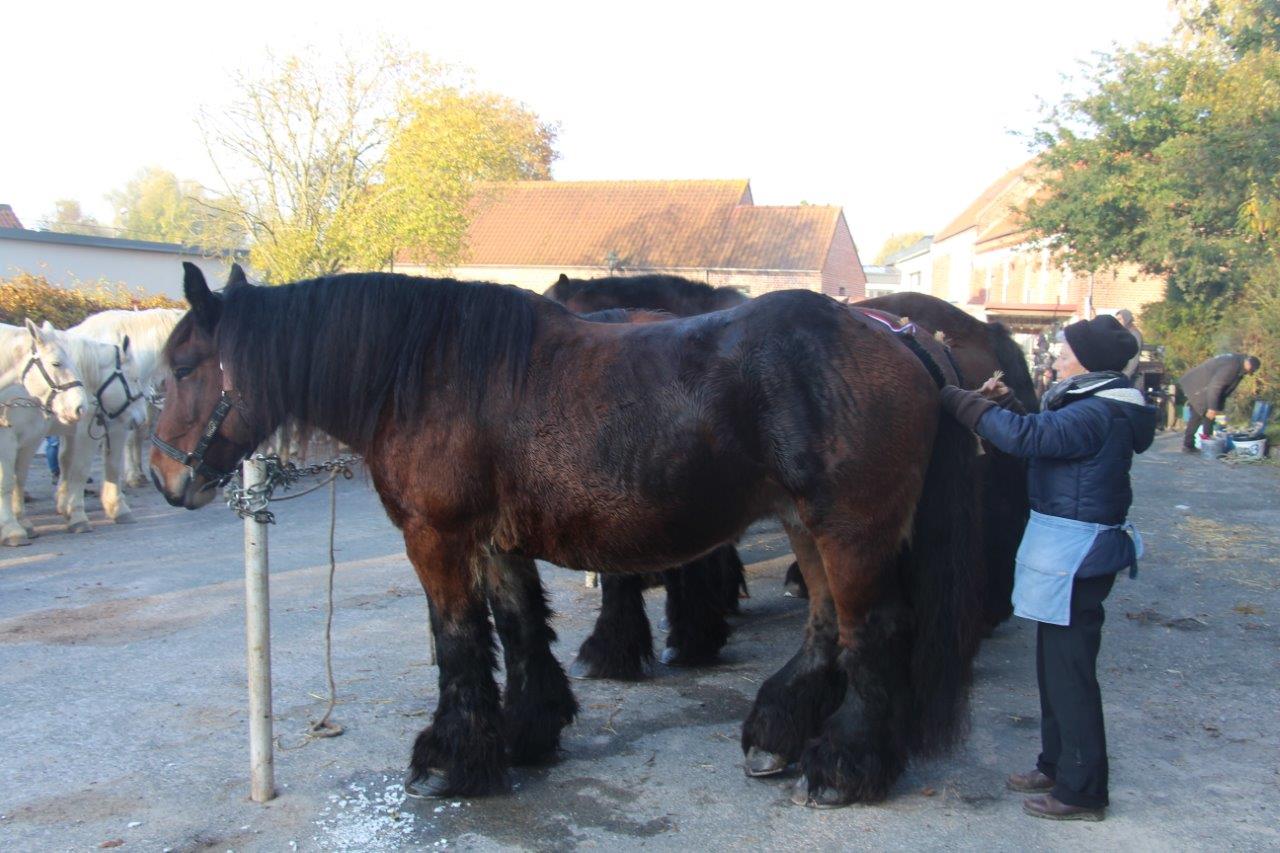 Foire aux Poulains (13)