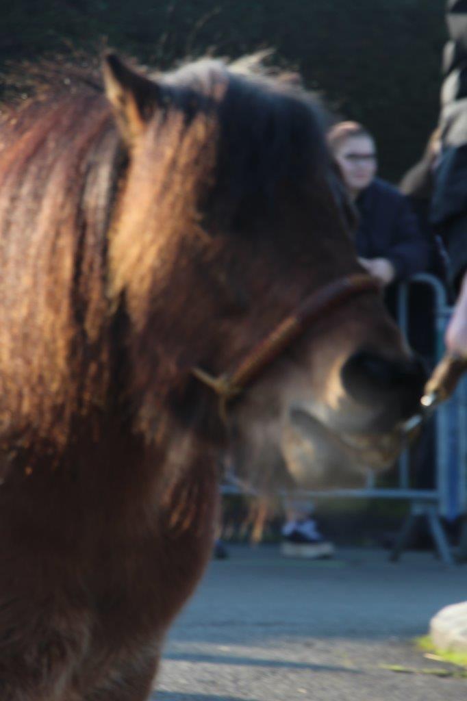 Foire aux Poulains (138)