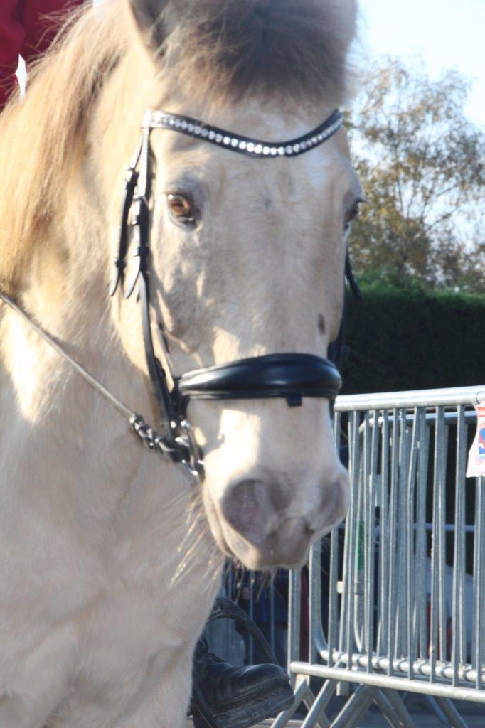 Foire aux Poulains (142)