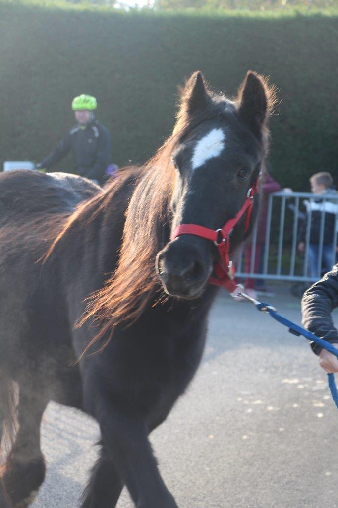 Foire aux Poulains (147)