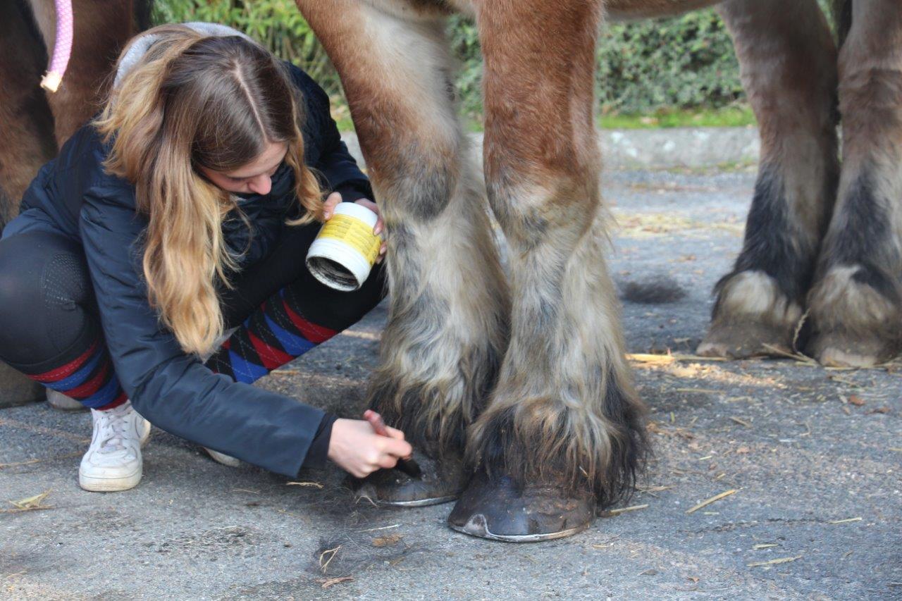 Foire aux Poulains (18)