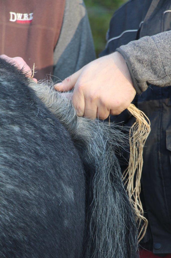 Foire aux Poulains (20)