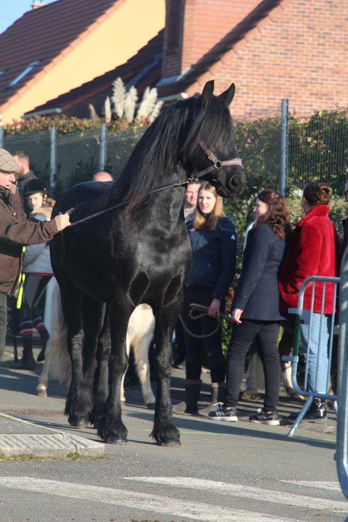 Foire aux Poulains (216)