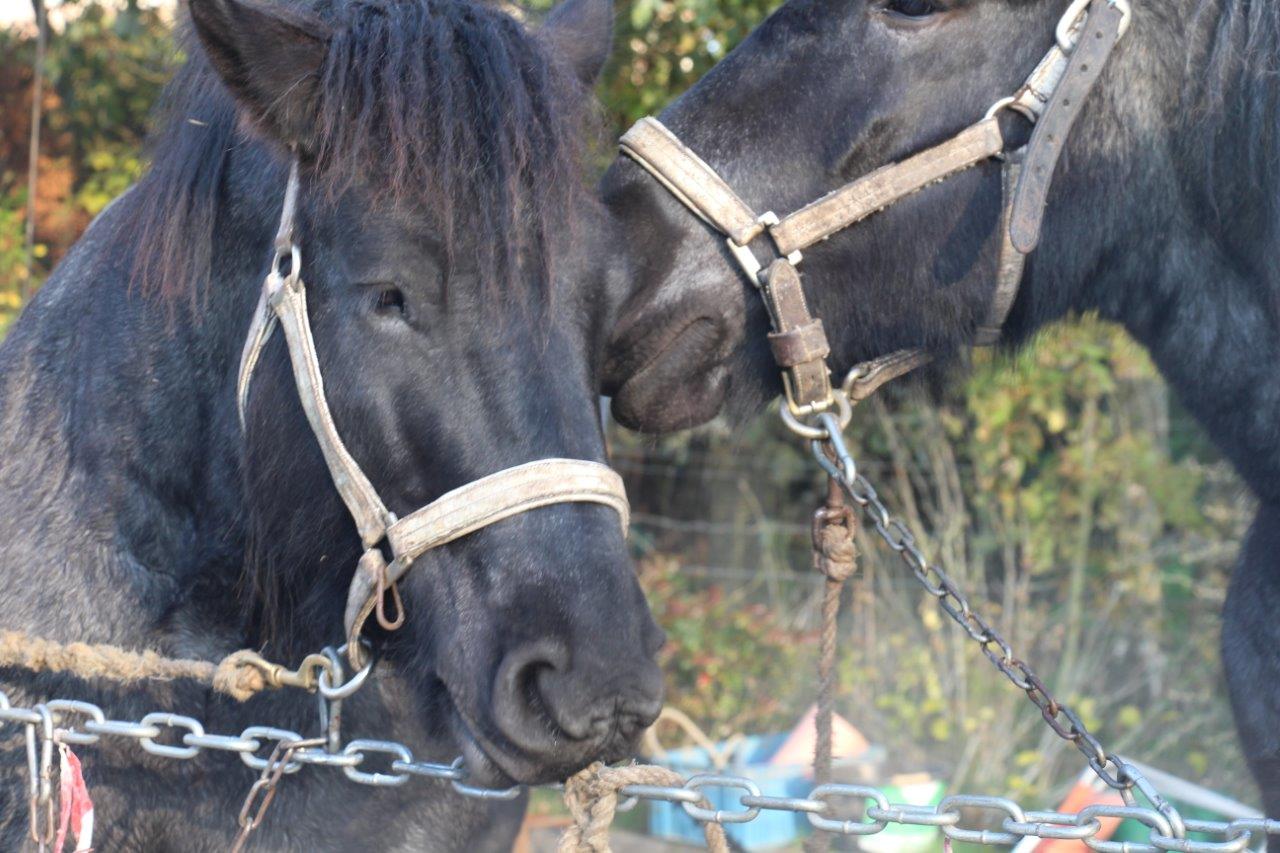 Foire aux Poulains (23)