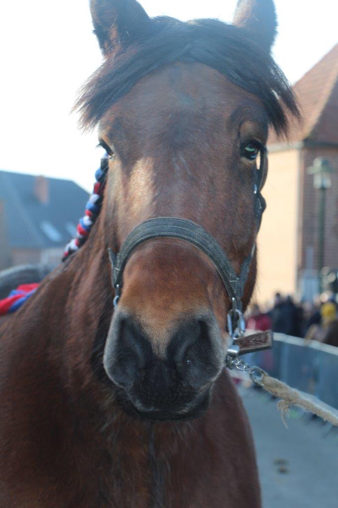 Foire aux Poulains (237)