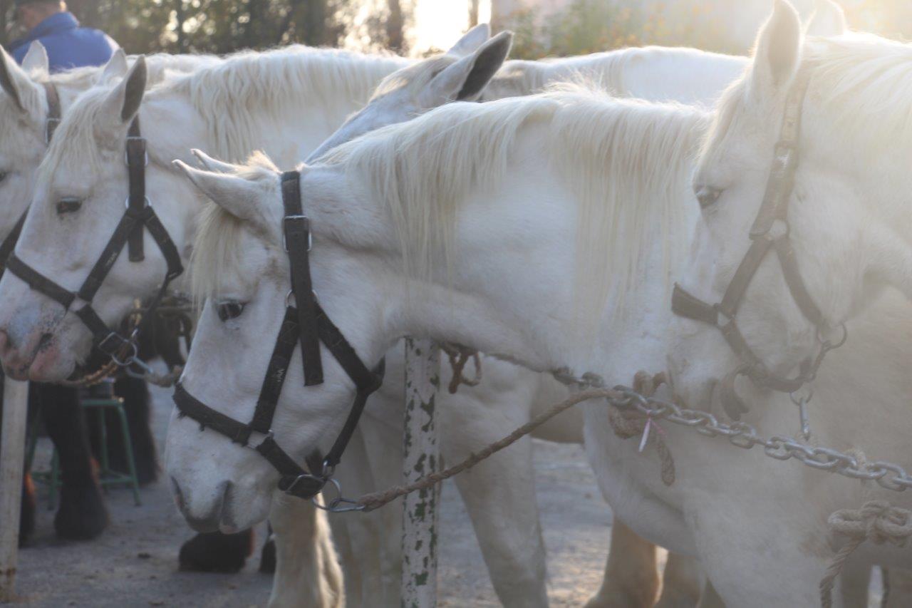 Foire aux Poulains (24)