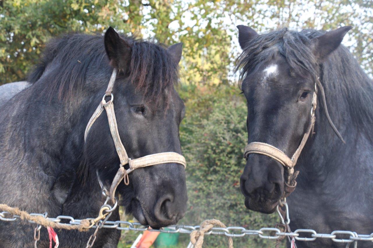 Foire aux Poulains (26)