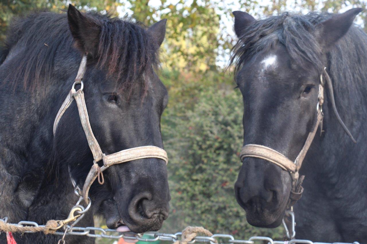 Foire aux Poulains (27)