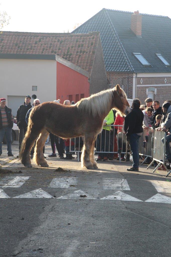 Foire aux Poulains (279)