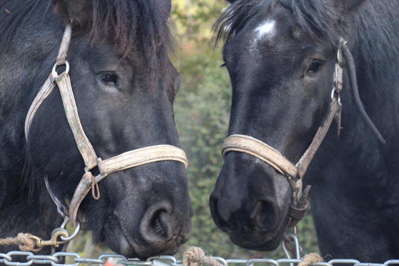 Foire aux Poulains (28)