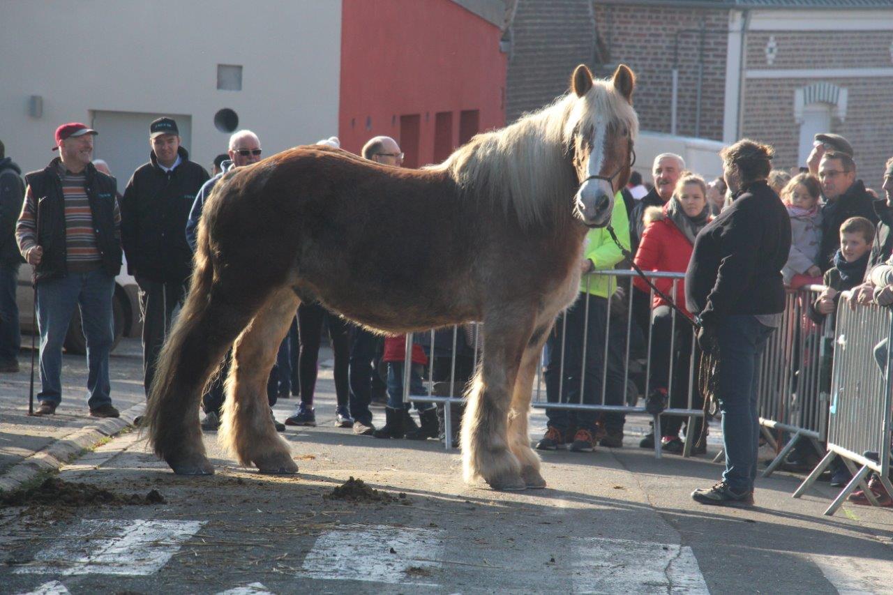 Foire aux Poulains (280)