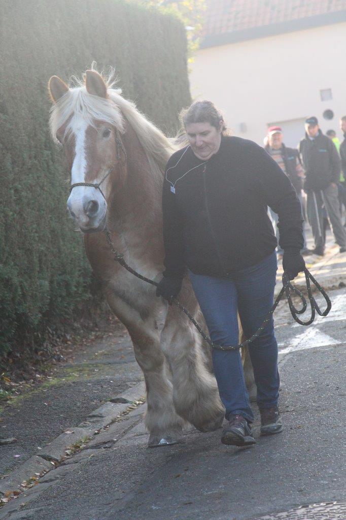 Foire aux Poulains (281)