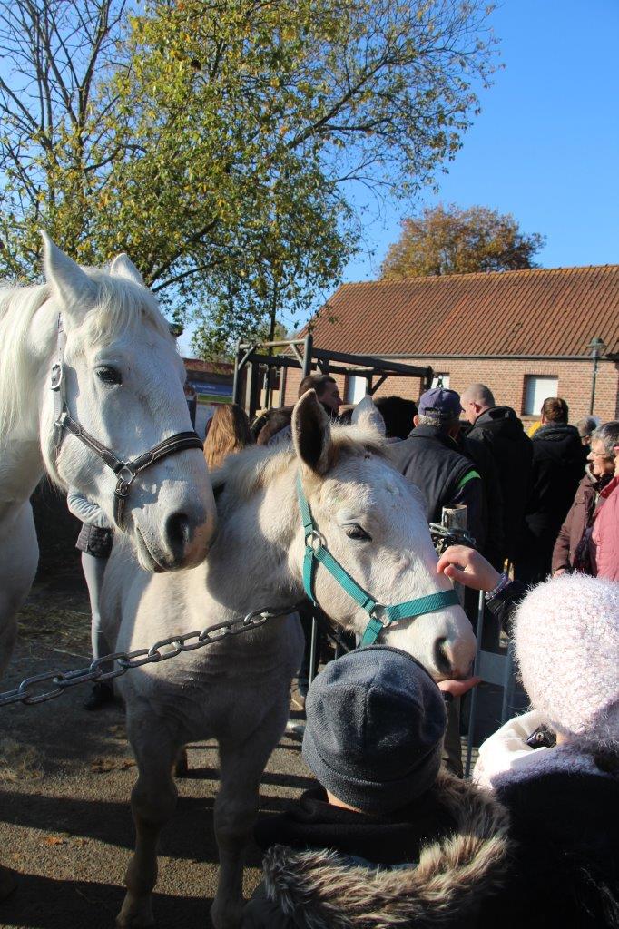 Foire aux Poulains (285)