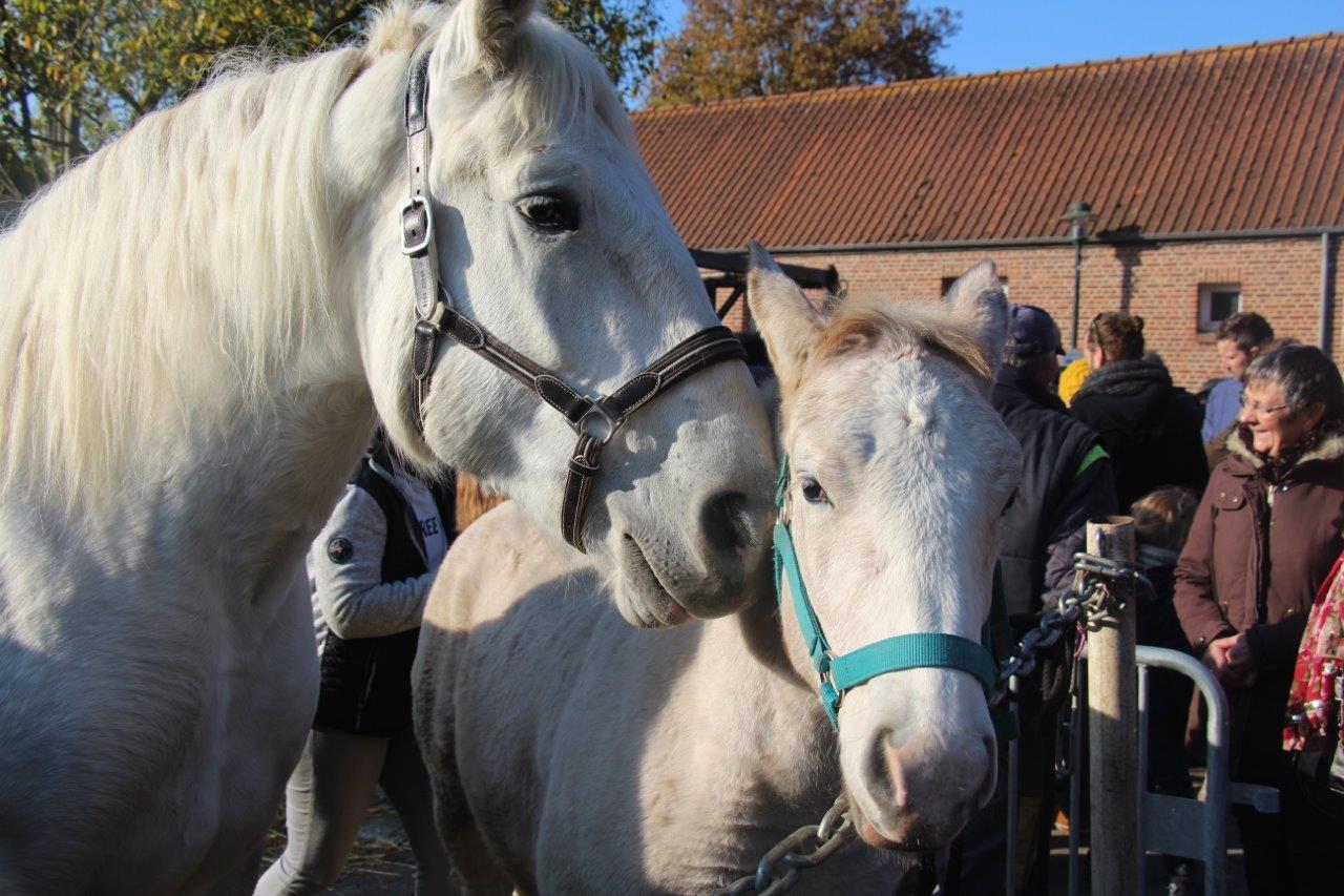 Foire aux Poulains (286)