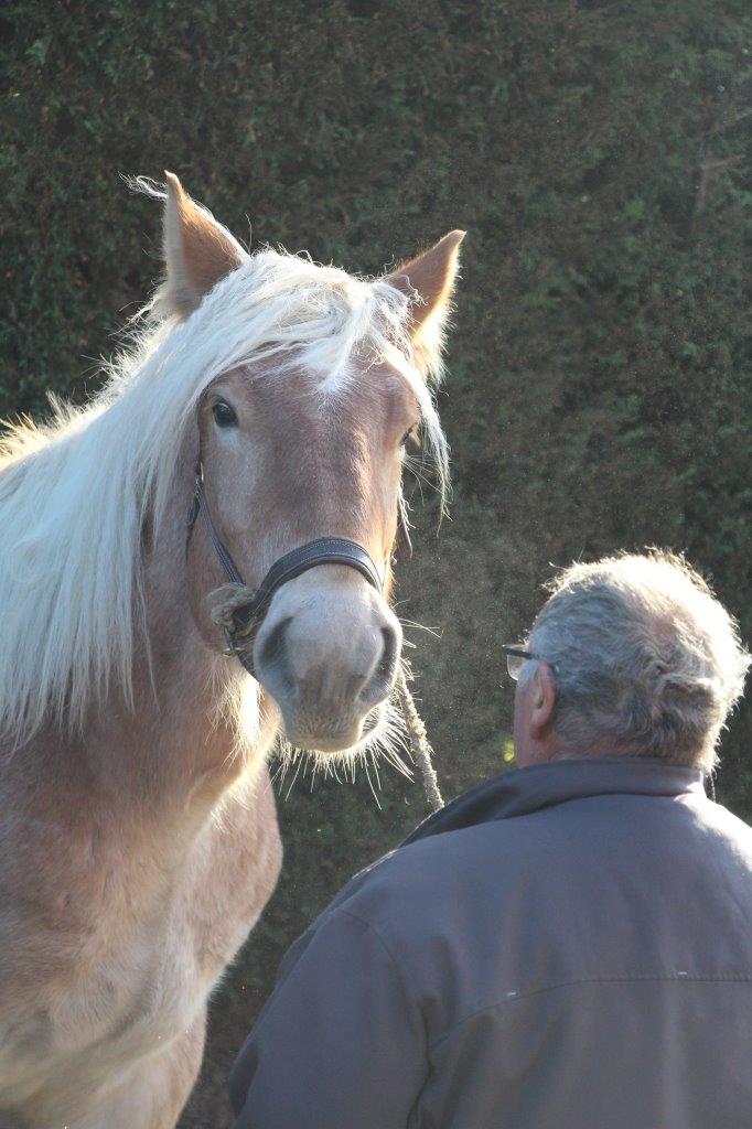 Foire aux Poulains (293)