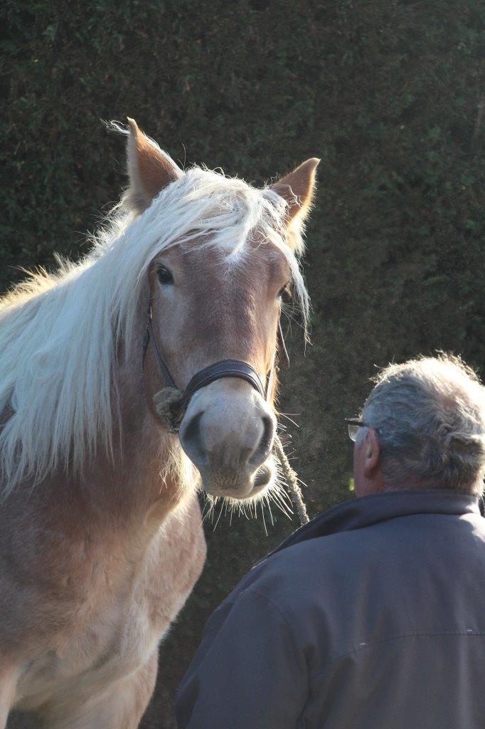 Foire aux Poulains (294)