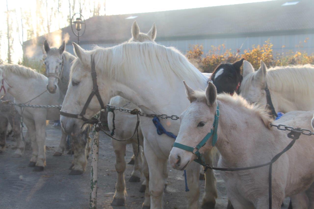 Foire aux Poulains (3)