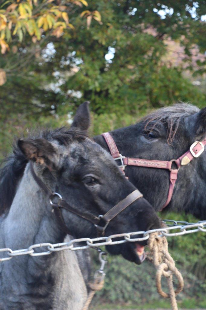 Foire aux Poulains (30)