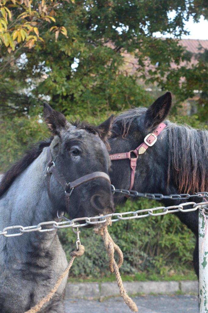 Foire aux Poulains (31)