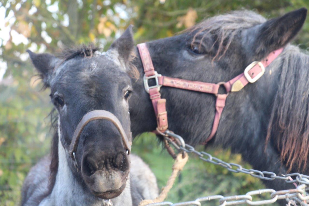 Foire aux Poulains (32)