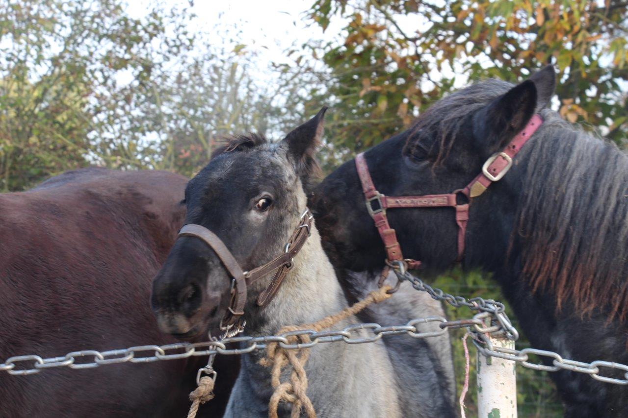 Foire aux Poulains (33)