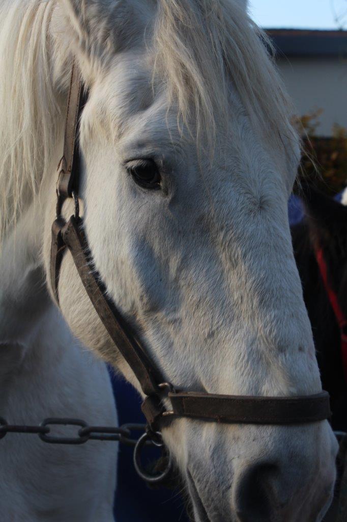 Foire aux Poulains (34)