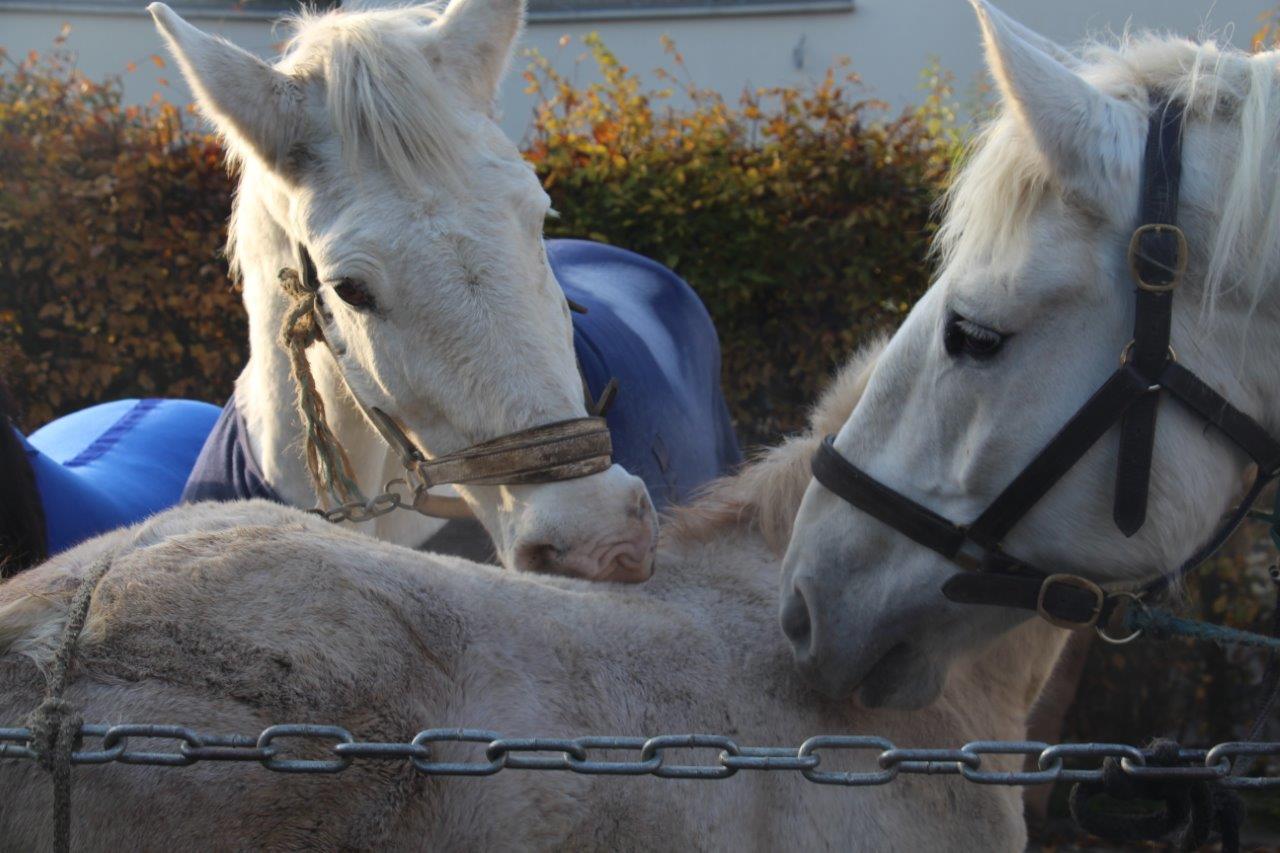 Foire aux Poulains (35)