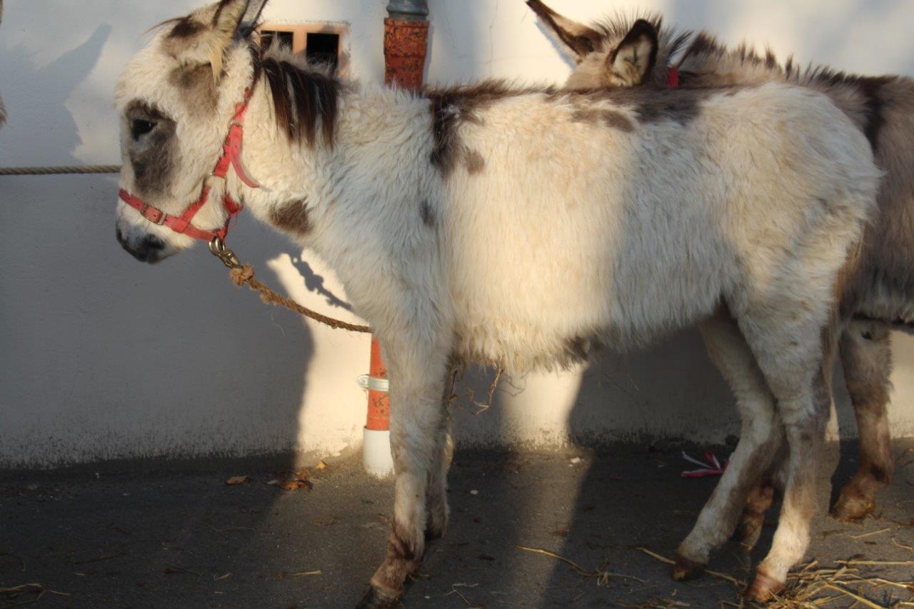 Foire aux Poulains (38)