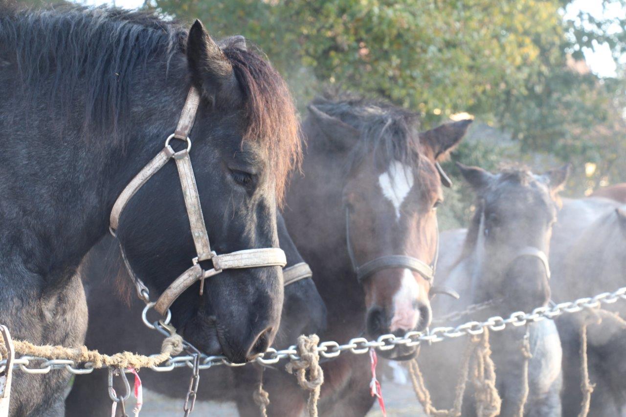 Foire aux Poulains (4)