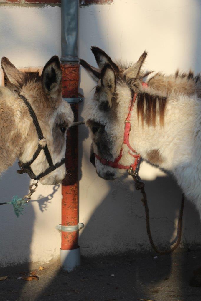 Foire aux Poulains (40)