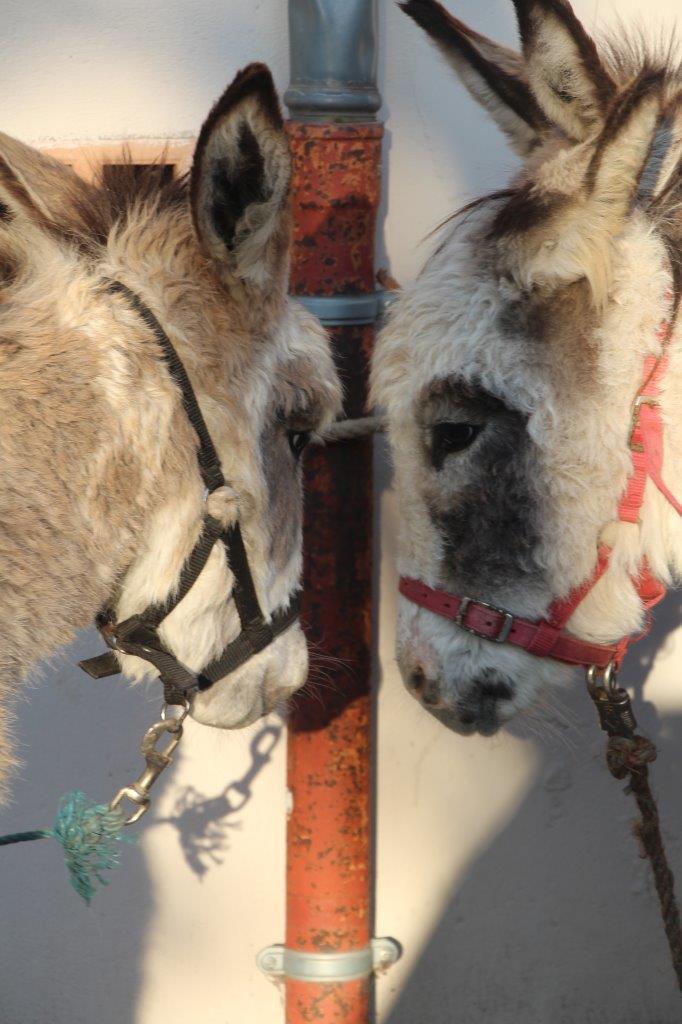 Foire aux Poulains (41)