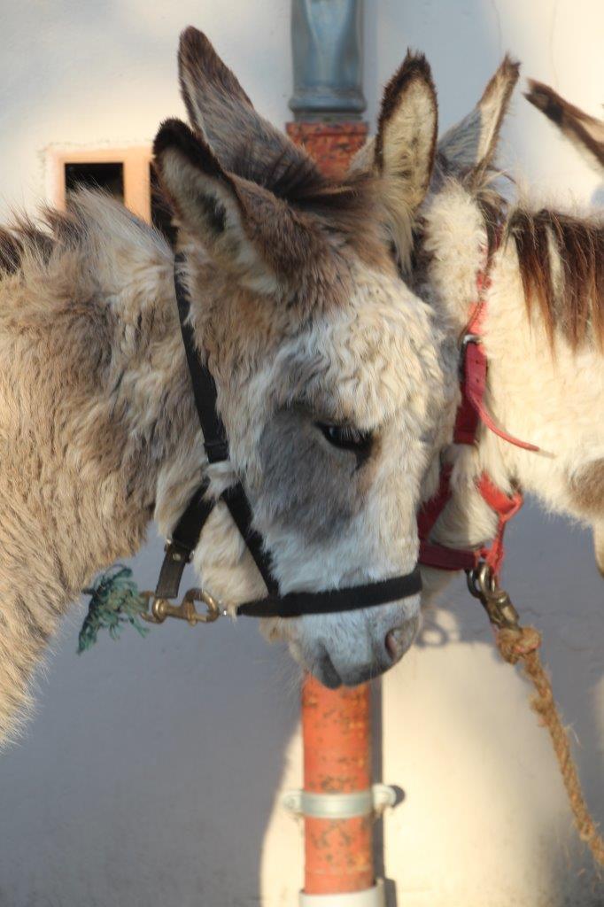 Foire aux Poulains (42)