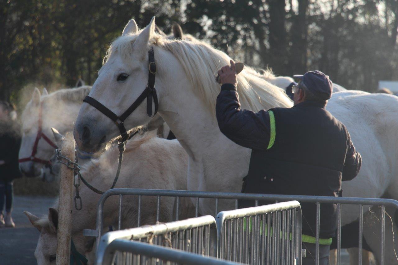 Foire aux Poulains (43)