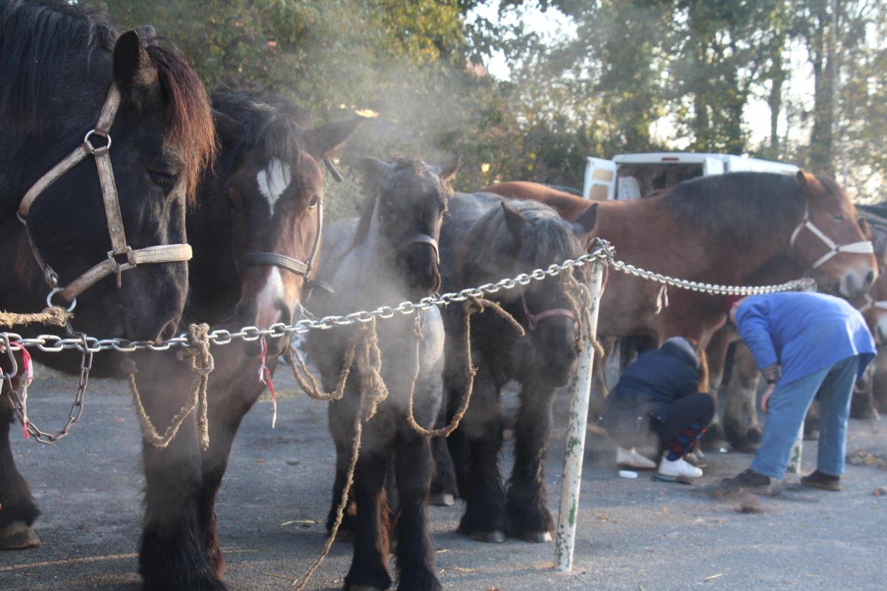 Foire aux Poulains (5)