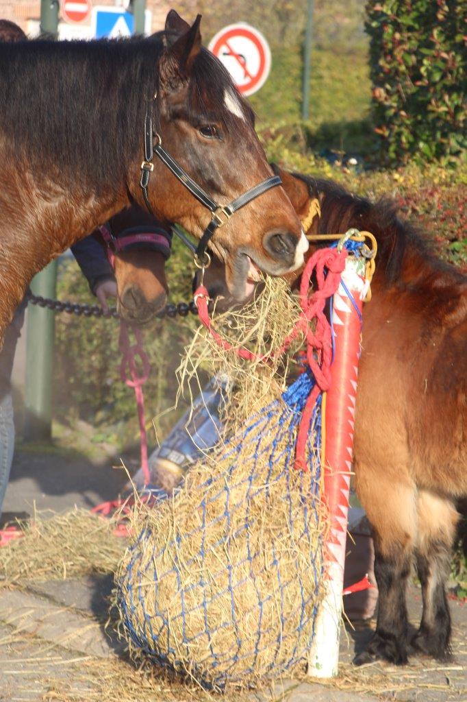 Foire aux Poulains (76)