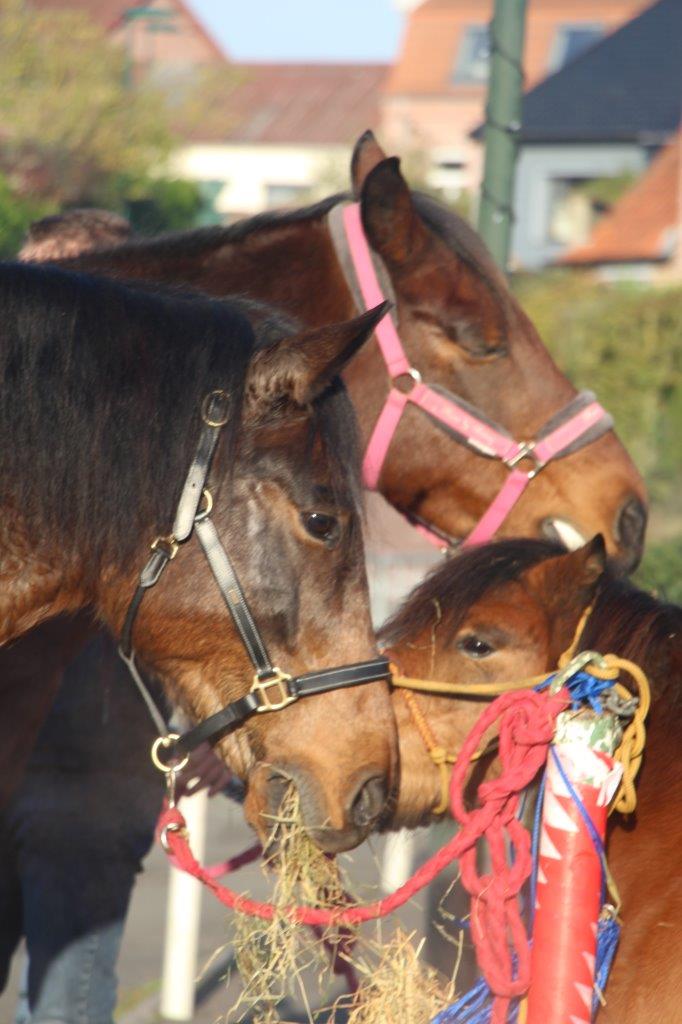 Foire aux Poulains (77)