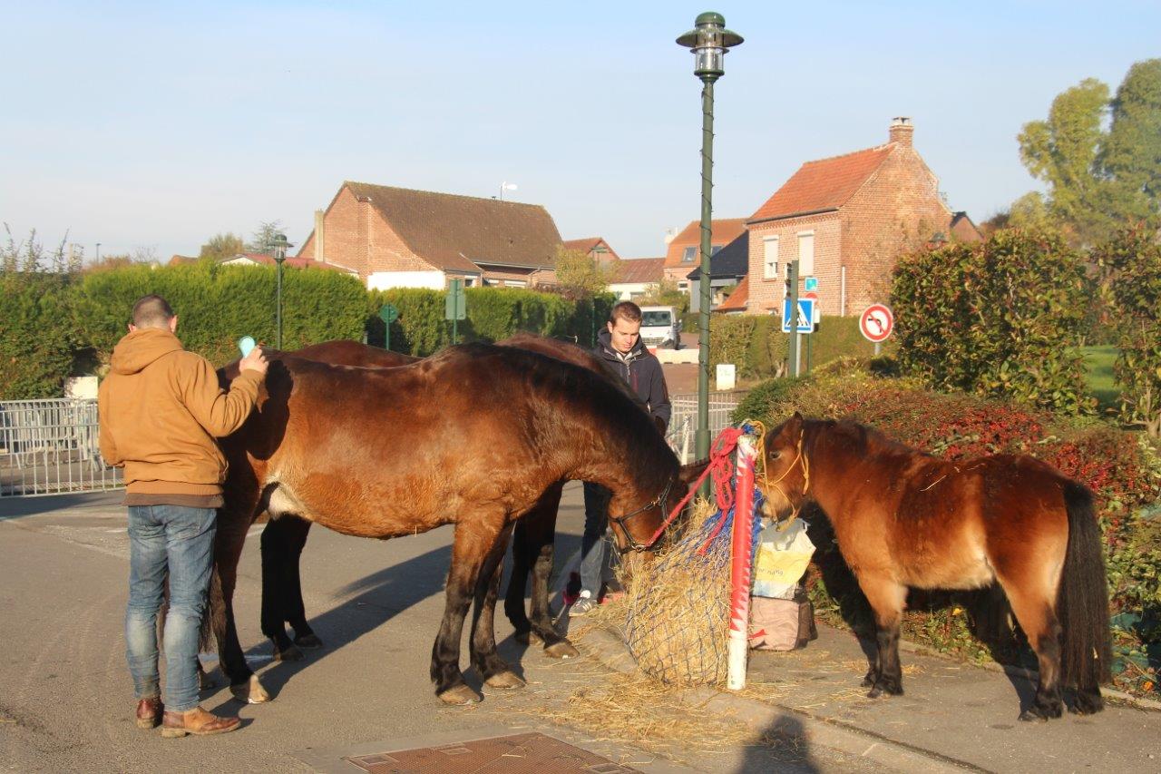 Foire aux Poulains (78)