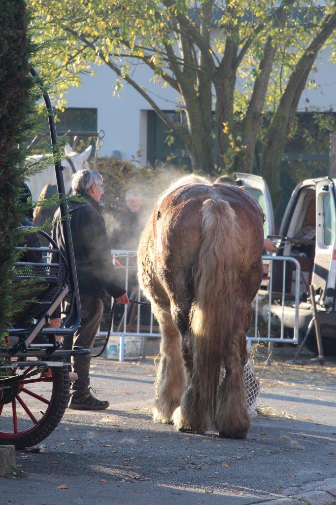 Foire aux Poulains (79)