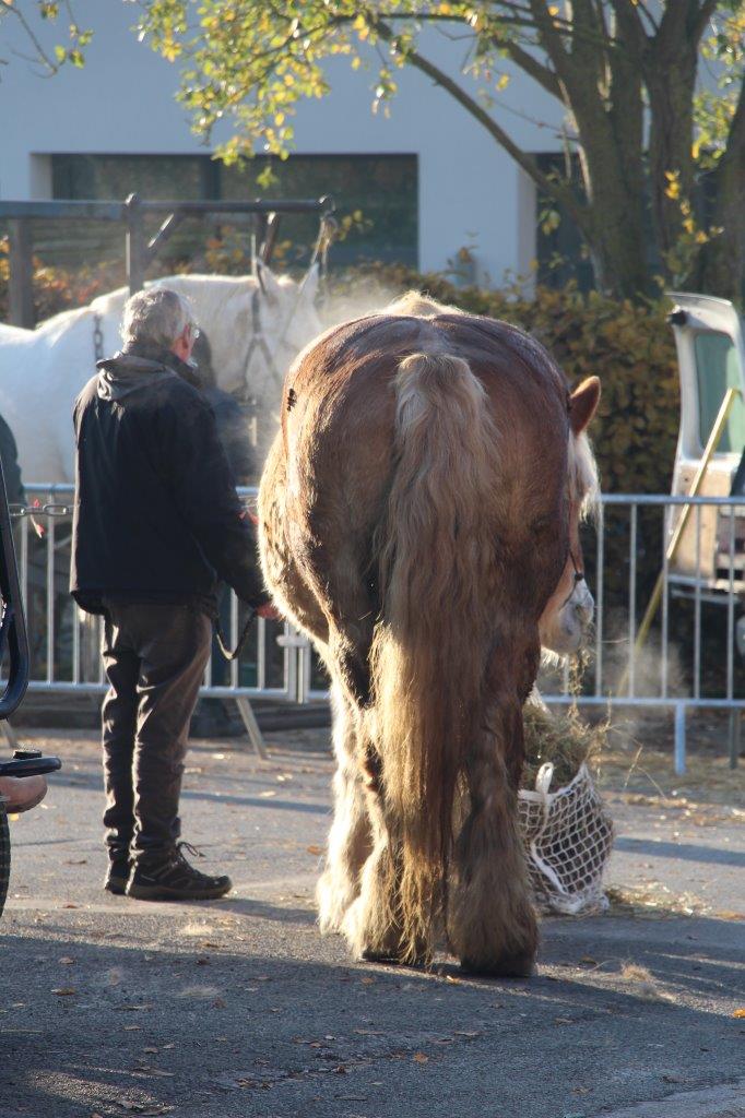 Foire aux Poulains (80)