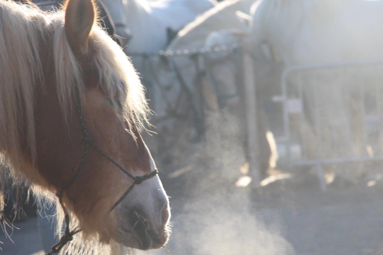 Foire aux Poulains (81)