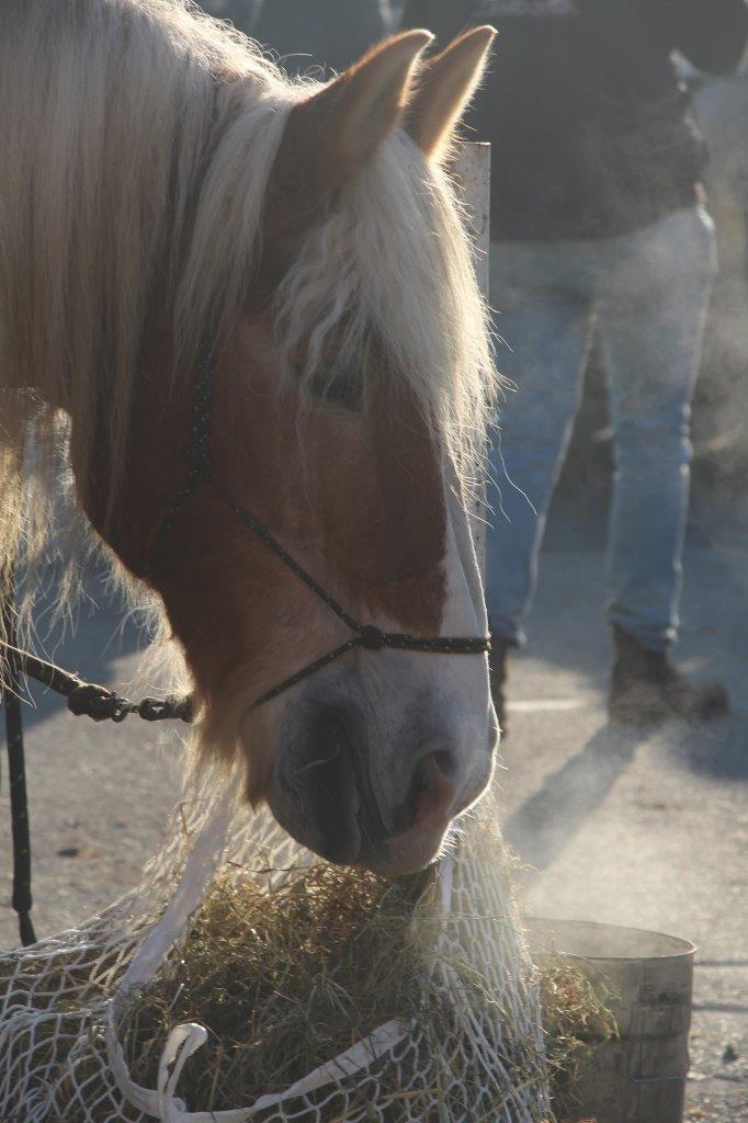 Foire aux Poulains (82)