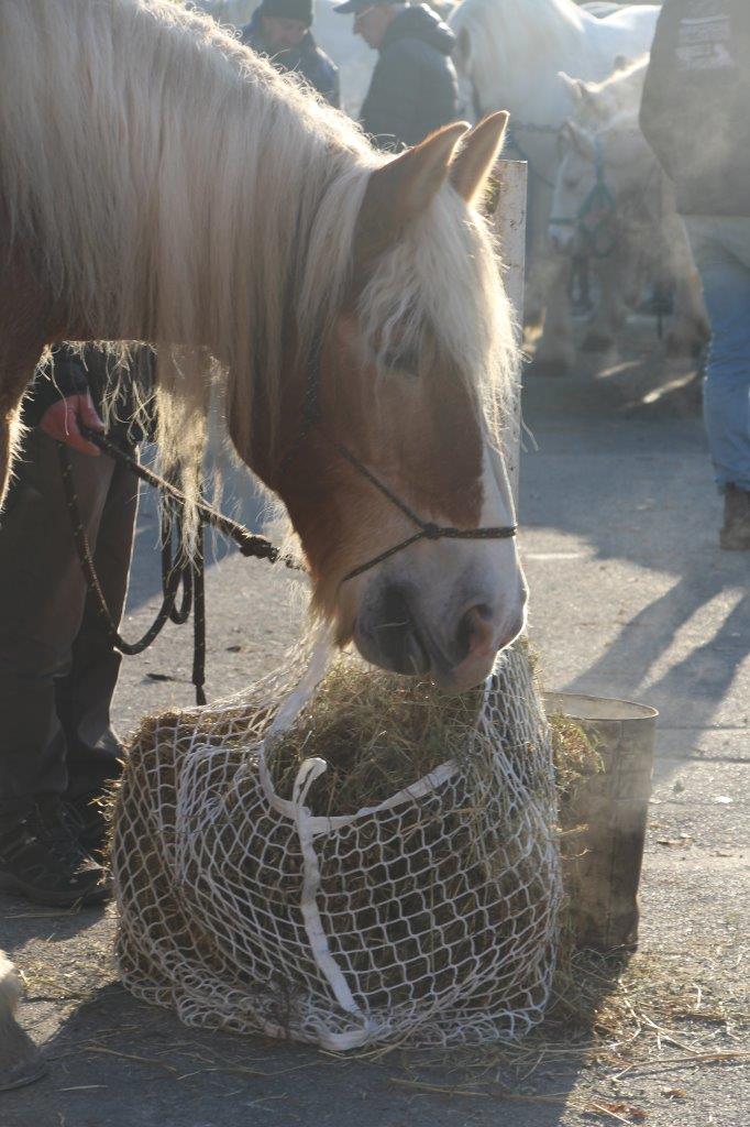 Foire aux Poulains (83)