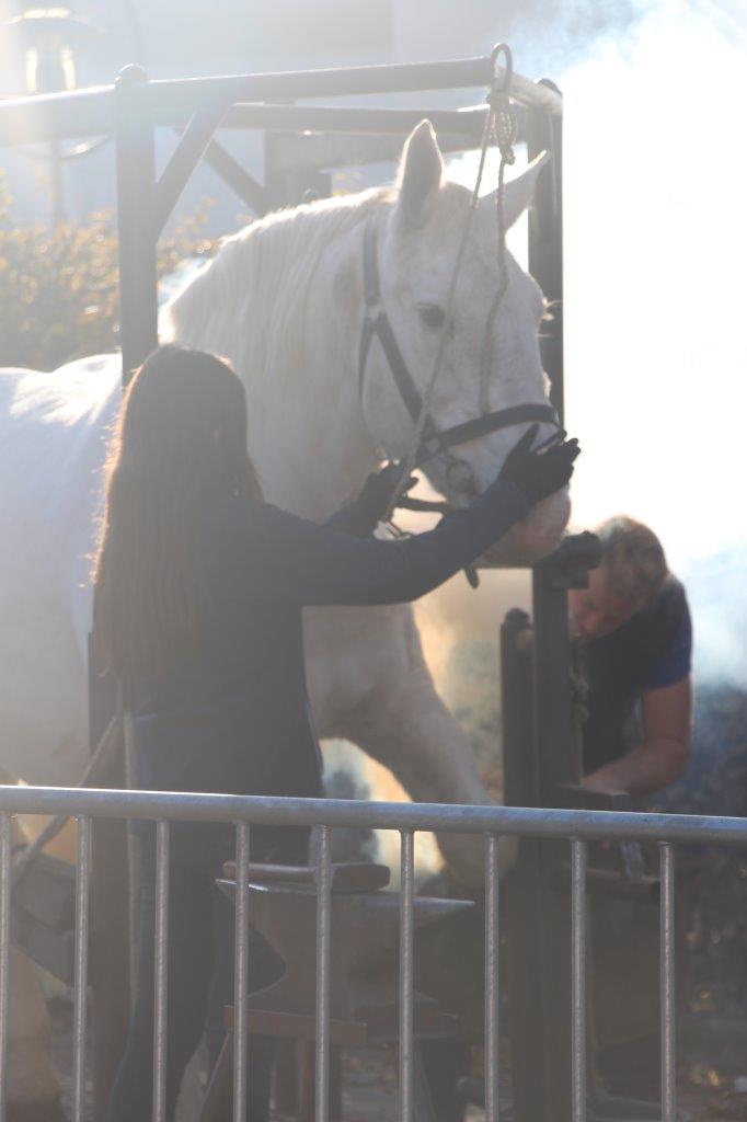 Foire aux Poulains (84)