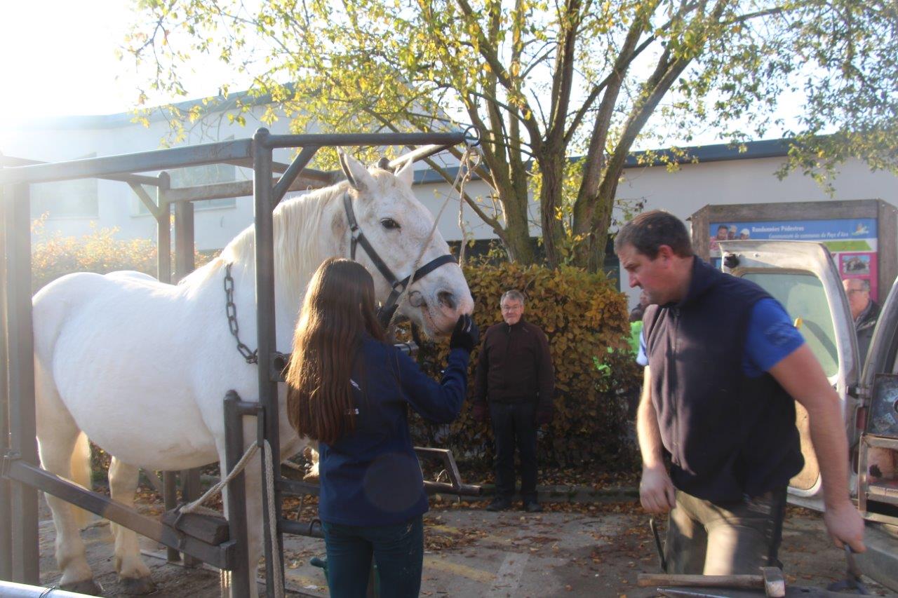 Foire aux Poulains (86)