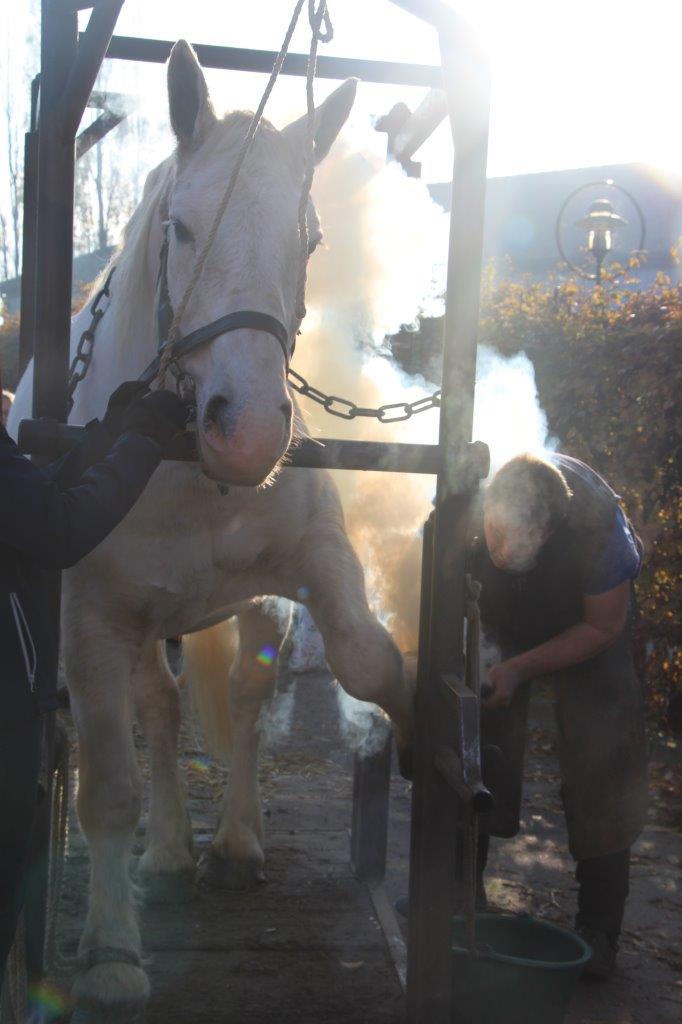 Foire aux Poulains (87)