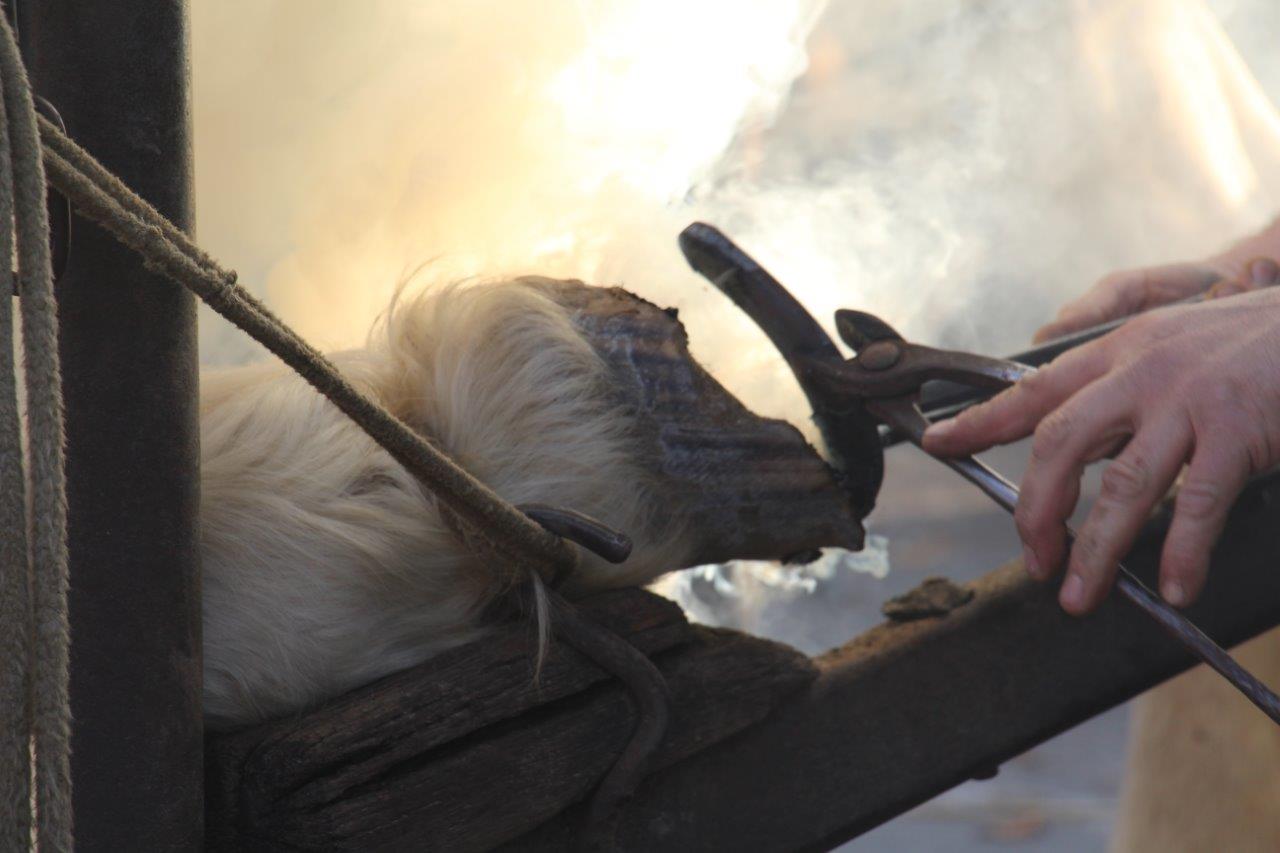 Foire aux Poulains (91)