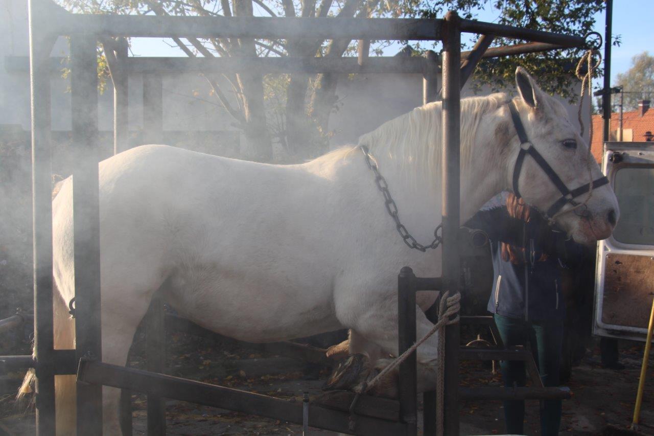 Foire aux Poulains (92)