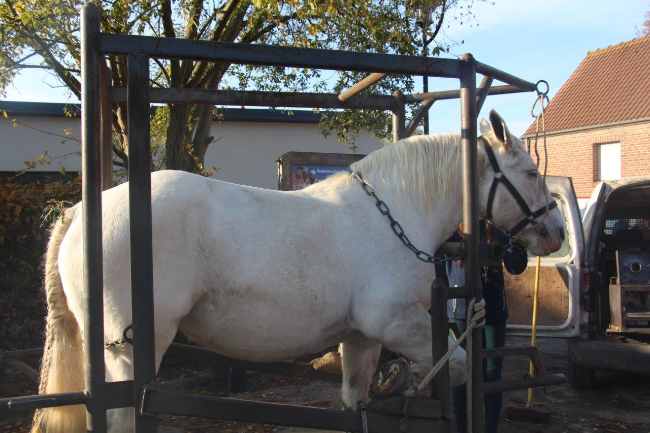 Foire aux Poulains (93)